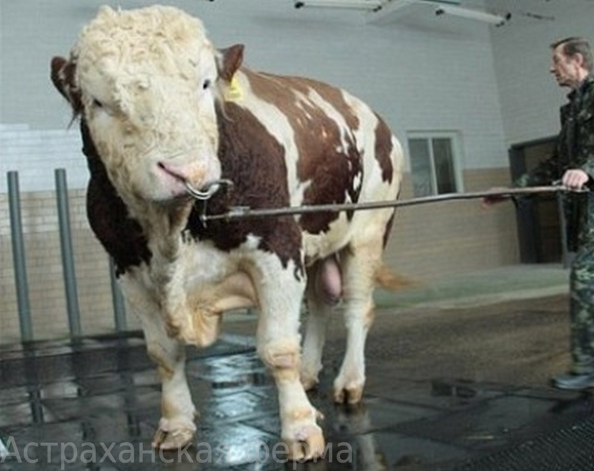 Выросла корова. Самый большой бык осеменитель в мире. Самый тяжёлый бык в мире вес. Самый большой бык в мире вес. Репп бык Подольской породы.